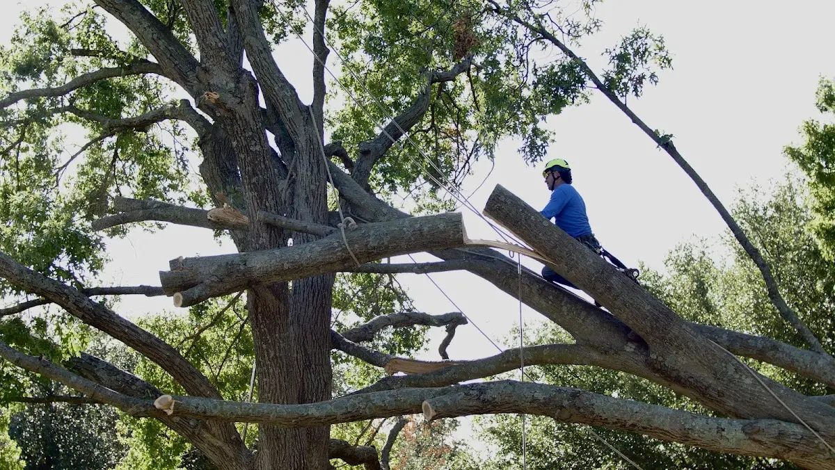 Professional Crown Thinning performed by certified arborists in Romulus