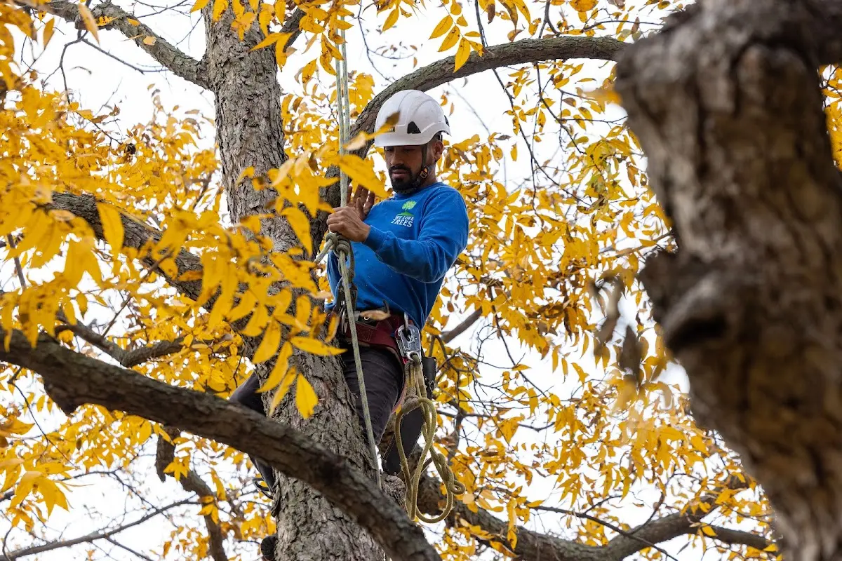 Skilled Tree Planing crew working in Romulus